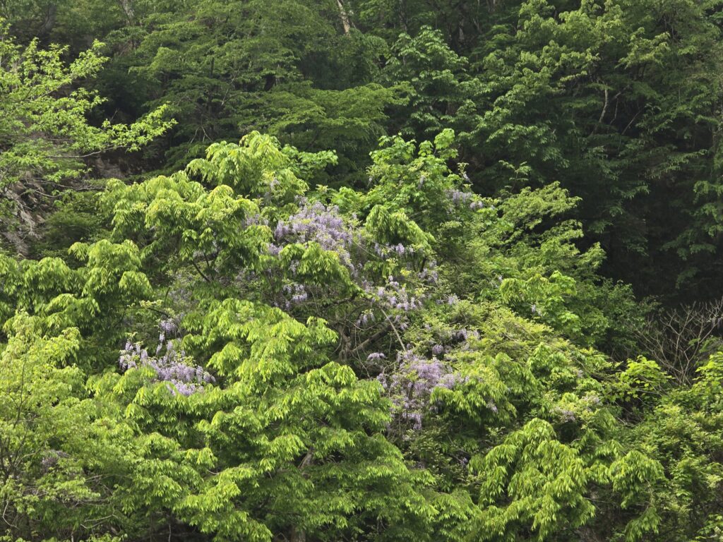 新緑の山肌に咲く藤の花