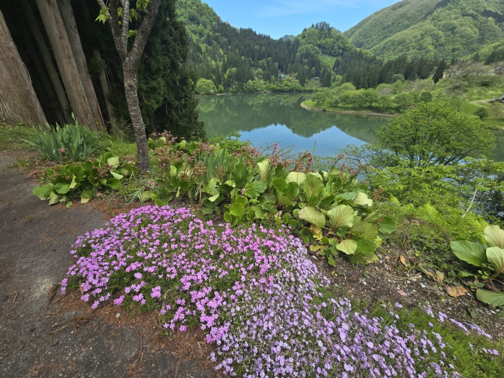芝桜が咲く只見川沿いの散策路からの眺め