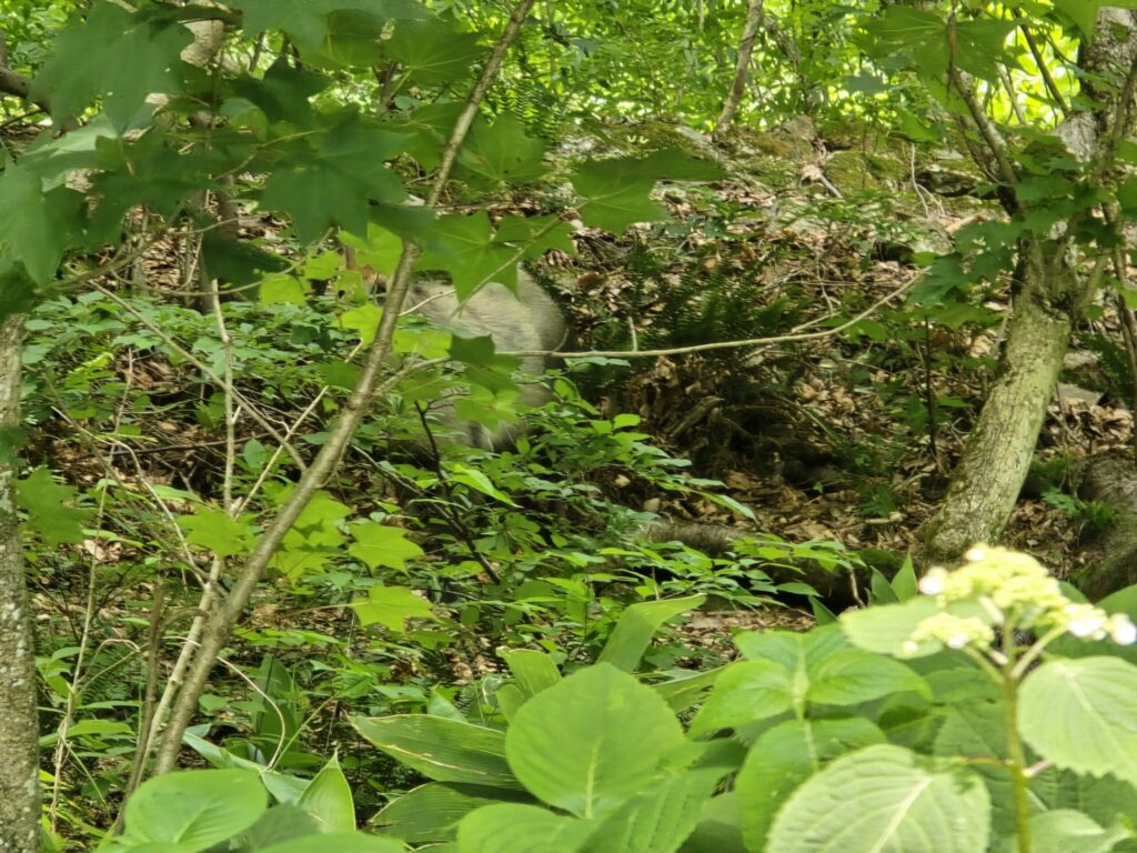 只見川沿いの茂みに現れたニホンカモシカ