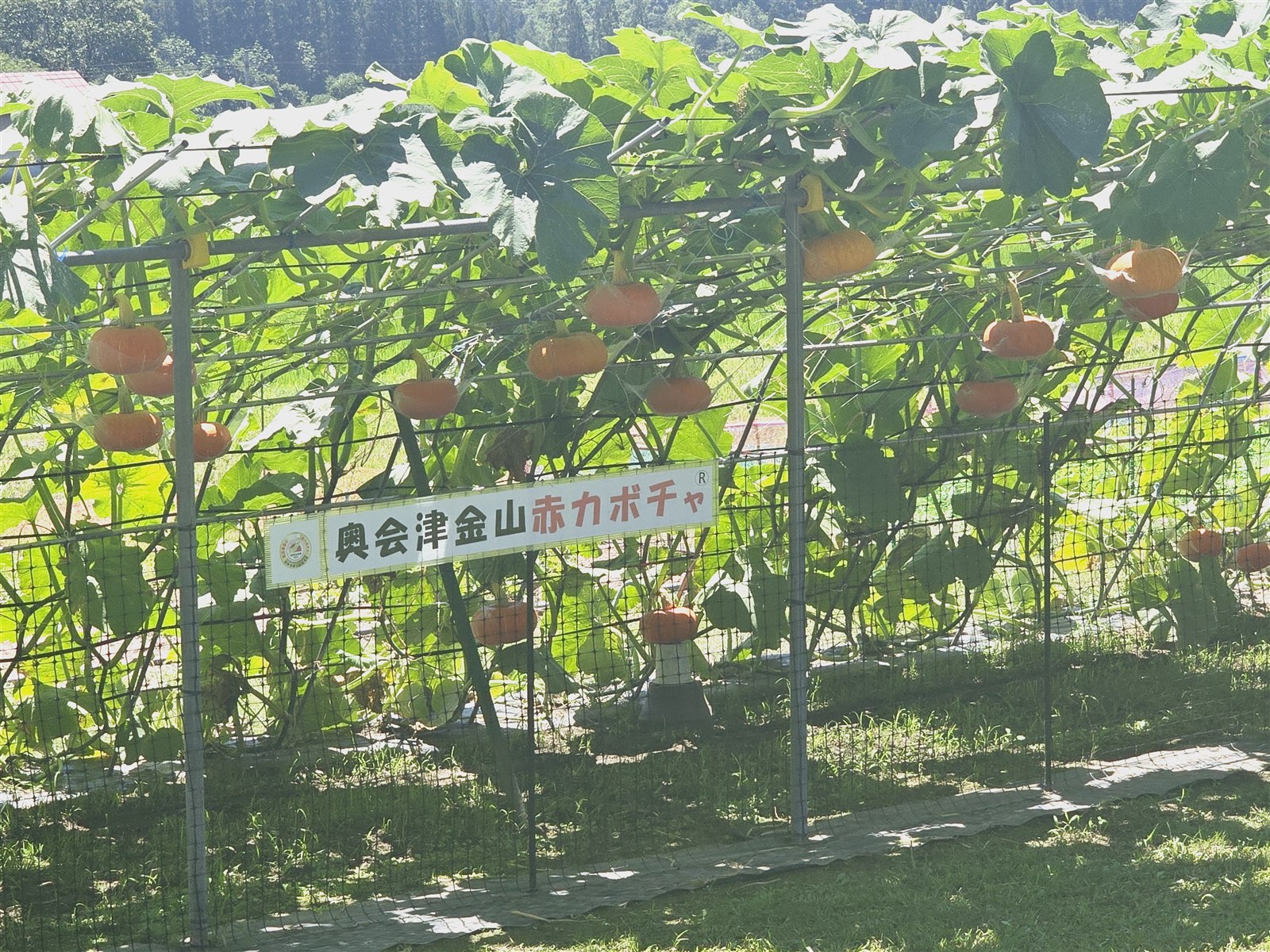 「奥会津金山赤カボチャ」の看板がある畑のトンネル